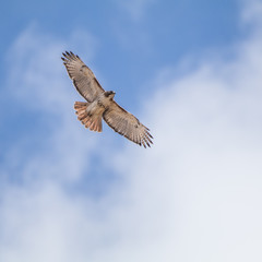 Obraz premium Gliding Redtail