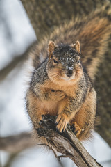 Ninja Squirrel