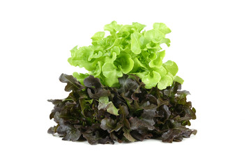 Red and green oak lettuce with water drops isolated on white background.