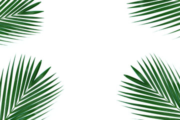 Fototapeta na wymiar Tropical palm leaves. Flat lay, top view