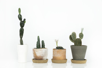 Four succulents or cactus in clay pots over white background on the shelf.