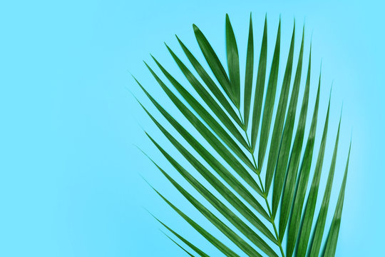 Tropical palm leaf on light blue background.