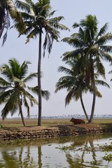 Obraz premium Tranquil and scenic view of Kerala in rural India close to Kochi and Alleppey: Brown cattle laying in the shade of green palm trees on dry land on a sunny hot spring day in the backwaters