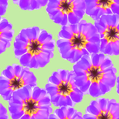 Purslane, portulaca. Seamless pattern texture of flowers. Floral background, photo collage