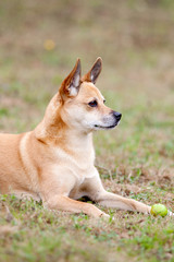 Hund auf der Wiese spielt mit Ball