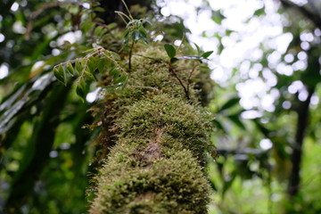 Jungle blossom in Costa Rica