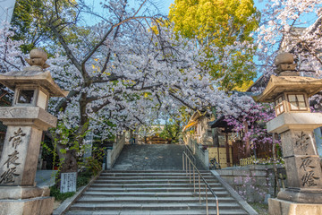 神社の境内の桜