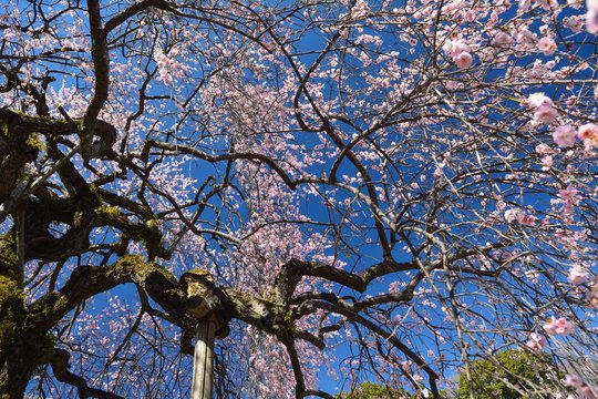 枝垂れ梅の花が咲く