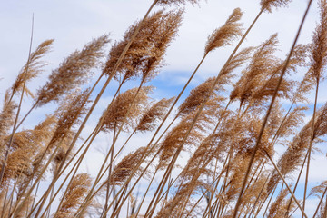 Obraz premium macro closeup of tall grass blowing in wind
