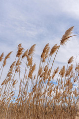 Fototapeta premium tall grass blowing in wind
