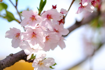 Obraz premium ソメイヨシノ