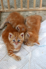 Three brown color of Persian breed kitten laying down together on the floor.