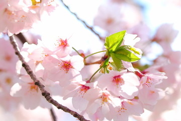 Fototapeta premium ソメイヨシノ