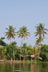 Fototapeta na wymiar Beautiful & scenic backwaters in rural Kerala (India) with tropical palm trees, untouched nature, small houses and a waterway leading to Kochi & Alleppey on a sunny summer day with a clear blue sky