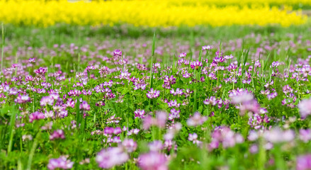 springtime background of astragalus sinicus blooming