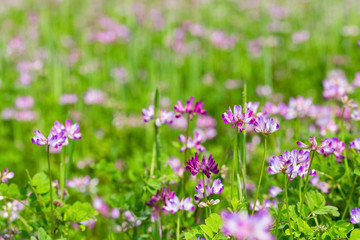 milk vetch flowers blooming in cropland