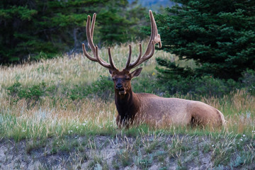 Naklejka na ściany i meble Bull Elk on Tundra in Rocky Mountain National Park