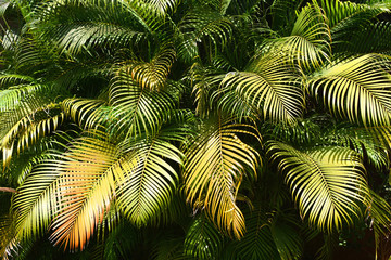 Beautiful palm leaves for natural backgrounds.Goa.India
