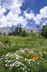 Vertical valley landscape of Mendoza with mountains and clouds in the background and flowers and plants in the foreground