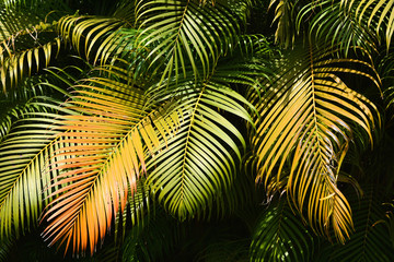 Beautiful palm leaves for natural backgrounds.Goa.India