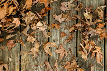 Dead Leaves On Wood