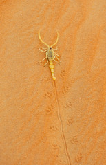Venomous Arabian Scorpion