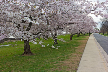 Alley with blossoming cheery trees in the park along Potomac River in Washington DC, USA. Mature cherry tree at full blossom near the water. - 198274852
