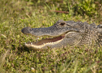 smiling alligator waits for you to cross the path