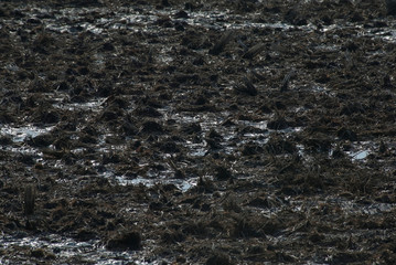 田んぼの雪解け