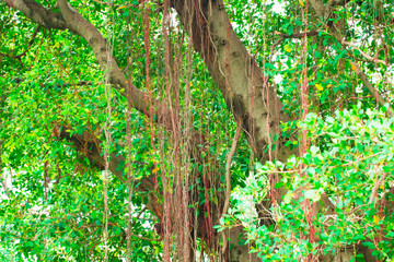 Fototapeta premium green tone leaf
