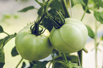 fresh bunch tomato in nature