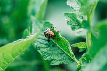 Parasite Colorado beetle on a potato leaf