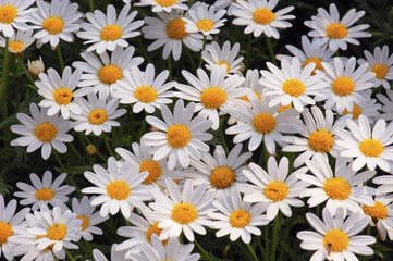 beautiful chamomile white daisy flower