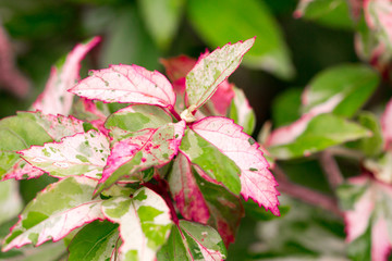 green,yellow,red tone leaf isolate on background in spring summer,front view from the top, technical cost-up.