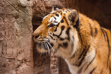 Fototapeta premium a coloured tiger portrait in a park
