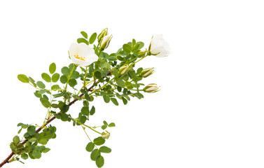 branch of a dogrose with flowers isolated