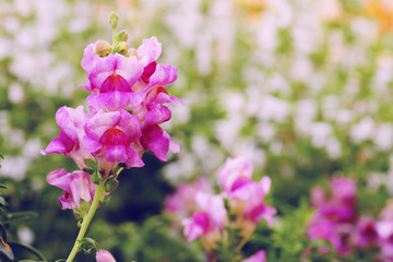 fresh snapdragon flower in nature