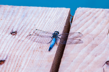 Dragonfly on the wooden surface