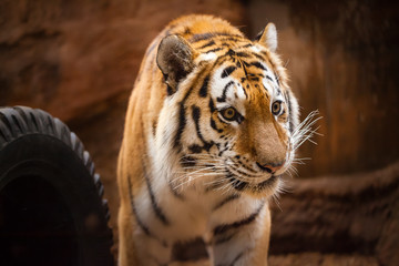 a coloured tiger portrait in a park