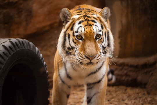 a coloured tiger portrait in a park