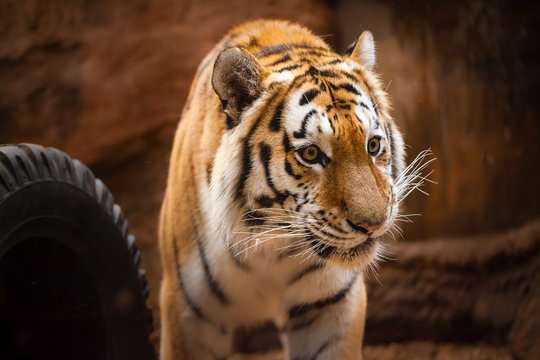 a coloured tiger portrait in a park