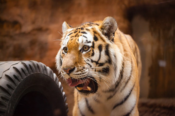 a coloured tiger portrait in a park