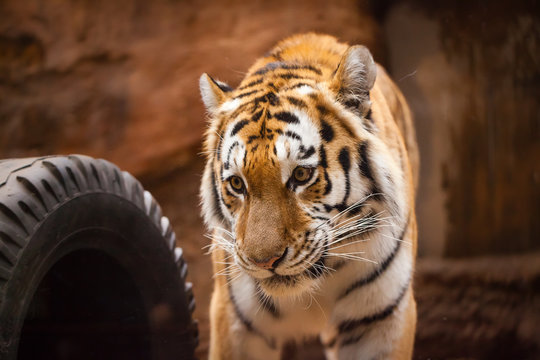 a coloured tiger portrait in a park