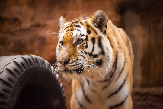 a coloured tiger portrait in a park