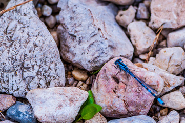 Dragonfly on the rocks
