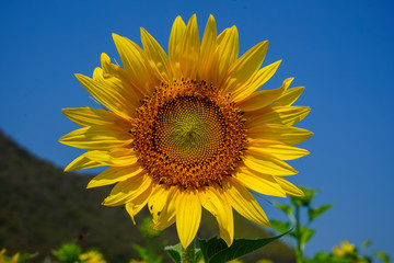 Closeup beautiful bright yellow fresh sunflower head showing pollen pattern and soft petal with blurred field, mountain and blue sky background on sunshine day, Thailand