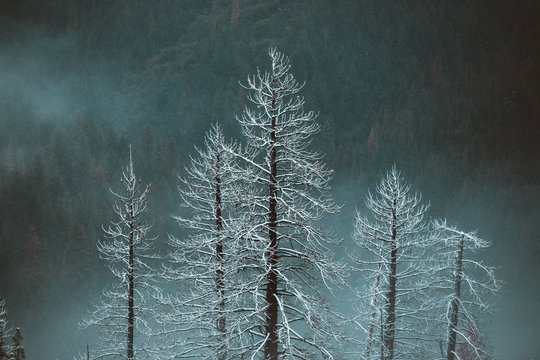 Dramatic Trees in Snow