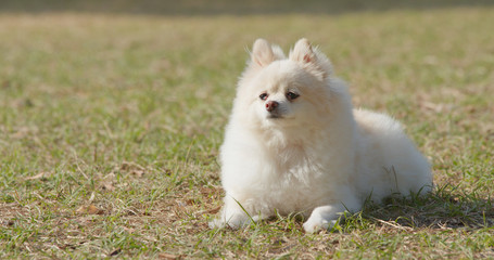 Cute pomeranian dog