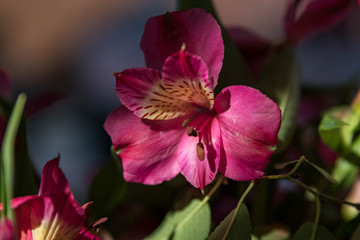 Obraz premium Pink Flowers