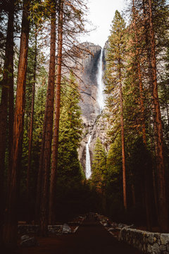 Scenic view of waterfall in the forest